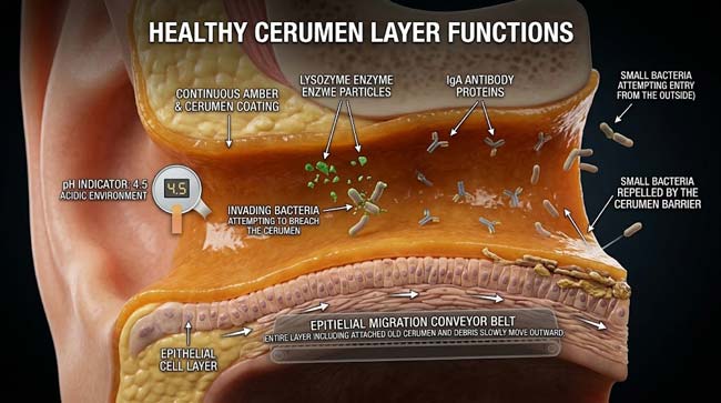 3D cross-section of ear canal showing healthy cerumen antimicrobial functions including acidic pH barrier lysozyme enzyme activity IgA antibodies and the epithelial cell migration self-cleaning conveyor belt system
