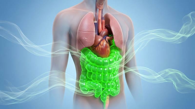 3D medical animation explaining fart breath science and gas absorption.