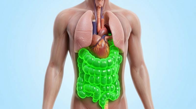 3D animation of a human bloated intestine caused by holding in gas