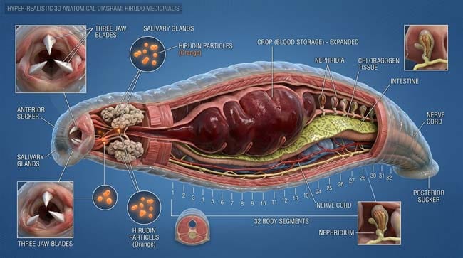 3D anatomical diagram of leech internal structure showing feeding apparatus and survival organs relevant to human ingestion scenarios