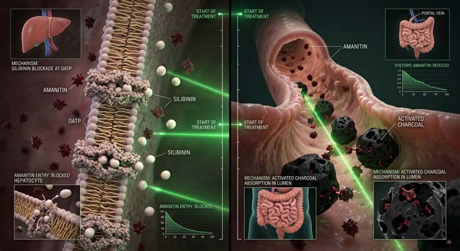 3D visualization of mushroom poisoning treatment showing Silibinin blocking hepatocyte toxin import and activated charcoal absorbing amatoxins in the intestine to prevent liver cell destruction