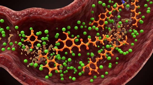 3D simulation of capsaicin molecules surviving stomach acid intact while other food compounds break down during digestion explaining why spicy food burns when you poop