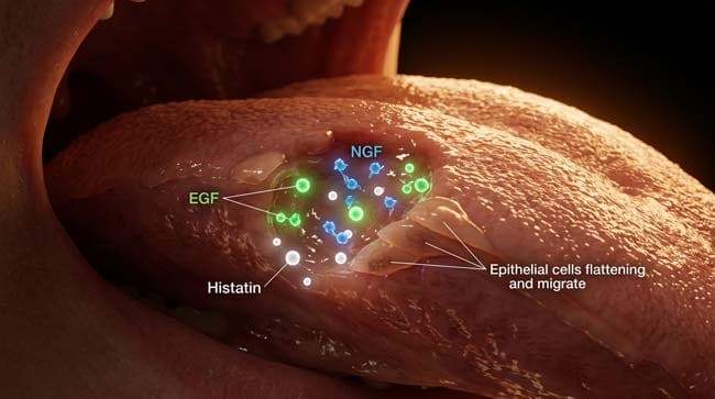 3D simulation of saliva growth factors EGF NGF and Histatin proteins repairing tongue wound tissue at the cellular level