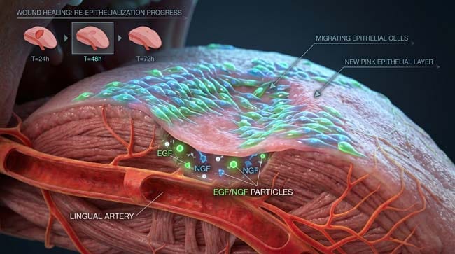 3D time-lapse visualization of tongue wound re-epithelialization showing epithelial cells migrating across wound surface during rapid oral healing