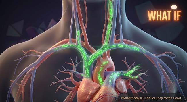 D animation of glowing green bacteria traveling through blood vessels from mouth toward heart 