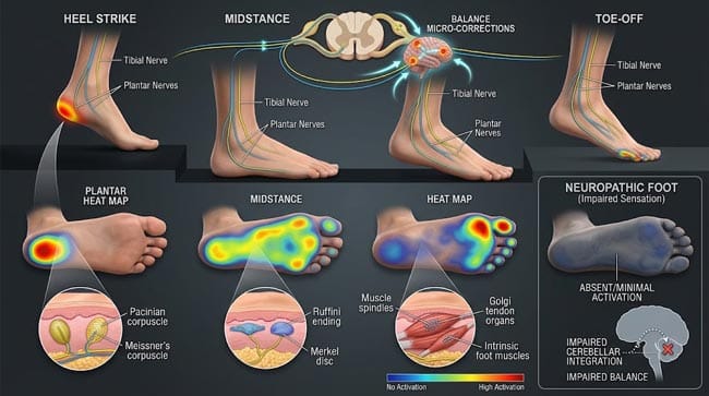 3D plantar foot cross-section showing complete mechanoreceptor landscape with Meissner corpuscles Merkel discs Pacinian corpuscles Ruffini endings and free nerve endings distributed at 200000 per square inch density serving texture detection pressure mapping vibration sensing and pain surveillance