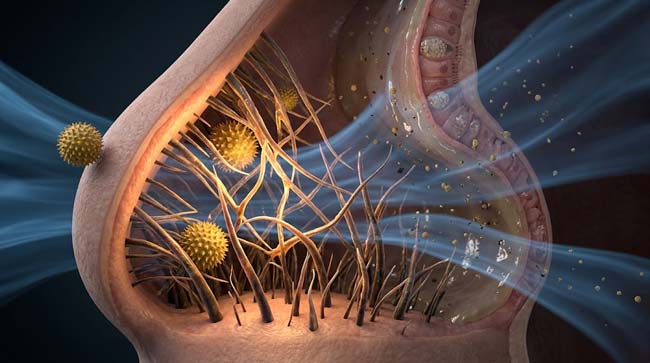 3D visualization of nasal vibrissae filtration system showing coarse nose hairs intercepting pollen particles and large airborne debris while the microbiome biofilm coating maintains the vestibule antimicrobial environment